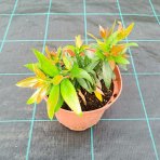 Tyčinkovec vŕbovitý (Callistemon viminalis) ´RED ROCKET´® - výška 10-20 cm, kont. C2L